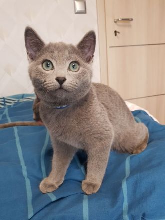 Reinrassige Russisch Blau Kitten