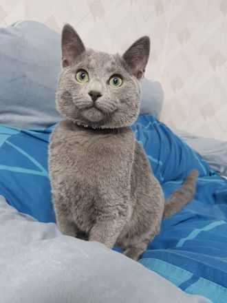 Russisch Blau Kitten Männchen