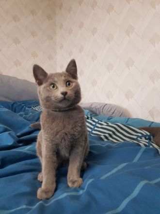 Russisch Blau Kitten Männchen