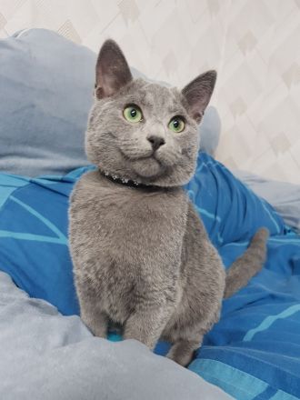 Russisch Blau Kitten Männchen