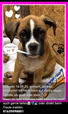 Boxerwelpe