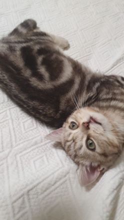 BKH KITTEN Männlich ab sofort abzugeben