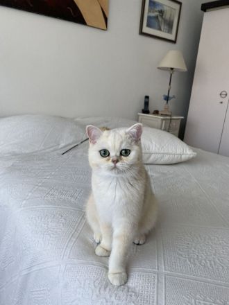 BKH KITTEN Männlich ab sofort abzugeben