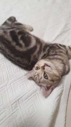 BKH KITTEN Männlich ab sofort abzugeben