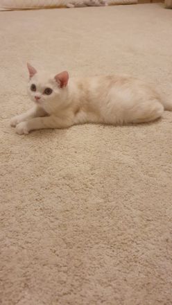 BKH KITTEN Männlich ab sofort abzugeben