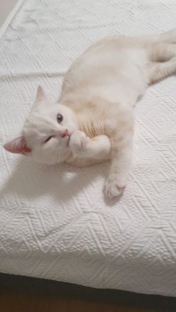 BKH KITTEN Männlich ab sofort abzugeben