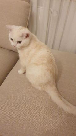 BKH KITTEN Männlich ab sofort abzugeben