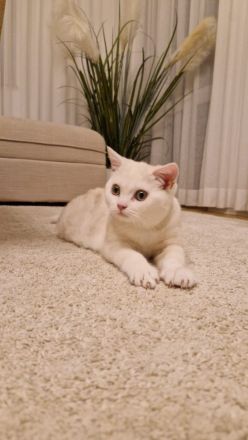 BKH KITTEN Männlich ab sofort abzugeben