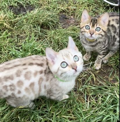 Bengal Kitten Katzenbaby