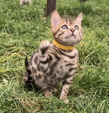 Bengal Kitten Katzenbaby