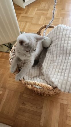 Süßes Lilac Kitten ab sofort abzugeben!!!