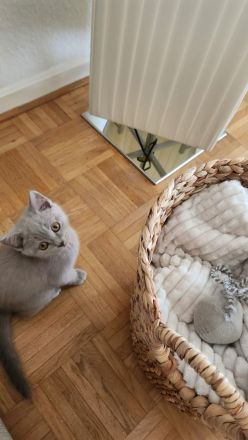 Süßes Lilac Kitten ab sofort abzugeben!!!