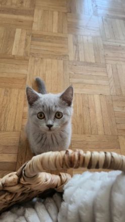 Süßes Lilac Kitten ab sofort abzugeben!!!