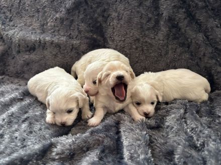 Süße Malteser Welpen.Creme/Weiß.