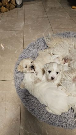 Süße Malteser Welpen.Creme/Weiß.