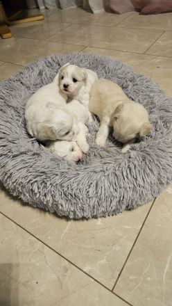 Süße Malteser Welpen.Creme/Weiß.