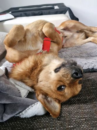 Mr.Waffels, 4 Jahre alt, Menschen bezogen und freundlich, sucht ein gutes Zuhause