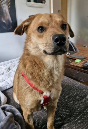 Mr.Waffels, 4 Jahre alt, Menschen bezogen und freundlich, sucht ein gutes Zuhause