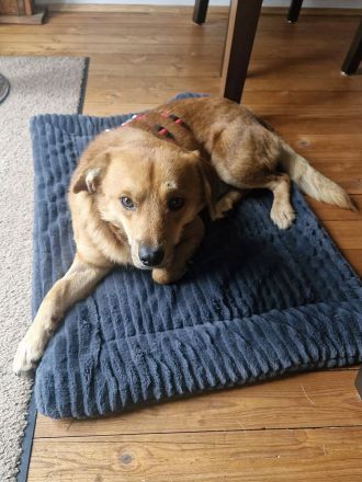 Mr.Waffels, 4 Jahre alt, Menschen bezogen und freundlich, sucht ein gutes Zuhause