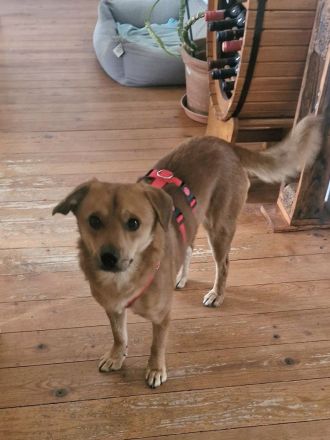 Mr.Waffels, 4 Jahre alt, Menschen bezogen und freundlich, sucht ein gutes Zuhause