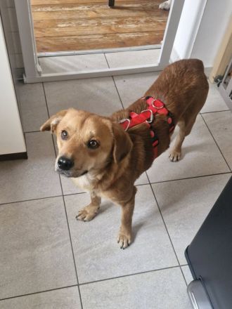 Mr.Waffels, 4 Jahre alt, Menschen bezogen und freundlich, sucht ein gutes Zuhause