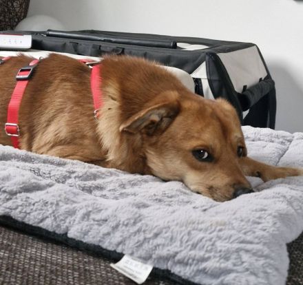 Mr.Waffels, 4 Jahre alt, Menschen bezogen und freundlich, sucht ein gutes Zuhause