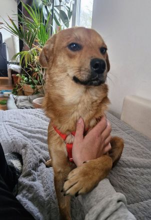 Mr.Waffels, 4 Jahre alt, Menschen bezogen und freundlich, sucht ein gutes Zuhause