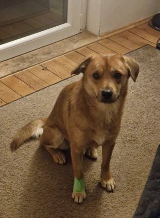 Mr.Waffels, 4 Jahre alt, Menschen bezogen und freundlich, sucht ein gutes Zuhause