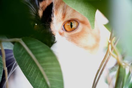 BKH Katzen mit Stammbaum (odd eyes)