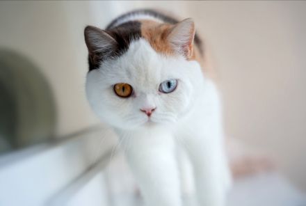 BKH Katzen mit Stammbaum (odd eyes)