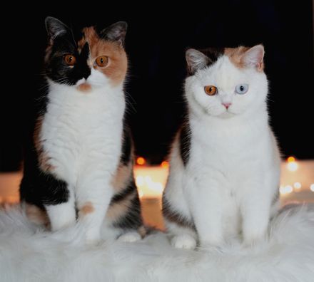 BKH Katzen mit Stammbaum (odd eyes)