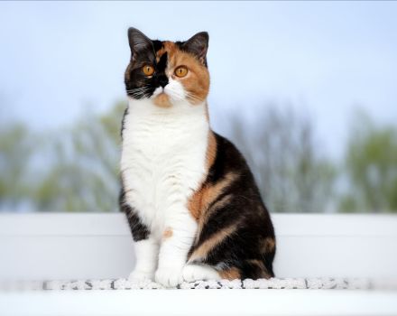 BKH Katzen mit Stammbaum (odd eyes)