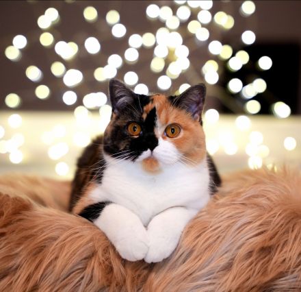 BKH Katzen mit Stammbaum (odd eyes)