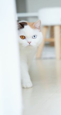 BKH Katzen mit Stammbaum (odd eyes)