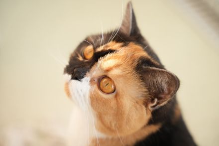 BKH Katzen mit Stammbaum (odd eyes)