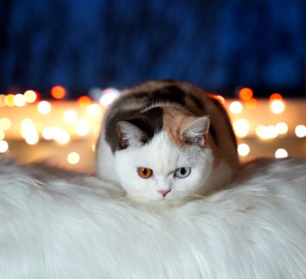 BKH Katzen mit Stammbaum (odd eyes)