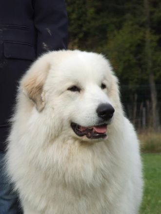 Pyrenäenberghund Rüde