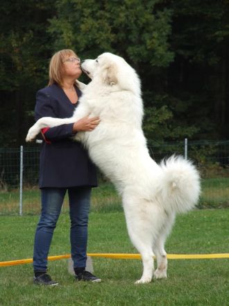 Pyrenäenberghund Rüde