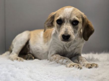 Bella – wartet auf ihr Ticket ins Glück!