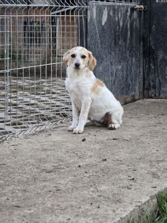 Bella – wartet auf ihr Ticket ins Glück!