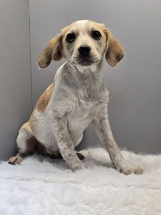 Bella – wartet auf ihr Ticket ins Glück!