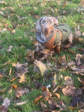 Dackel sucht dringend Herzensmensch