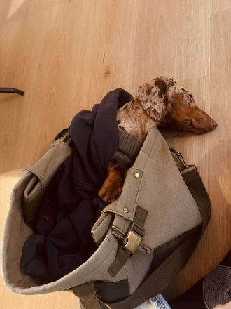 Dackel sucht dringend Herzensmensch