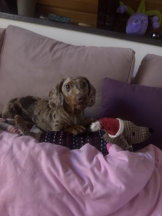 Dackel sucht dringend Herzensmensch