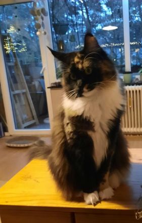 bezaubernde reinrassige dreifarbige Maine Coon Dame mit Stammbaum