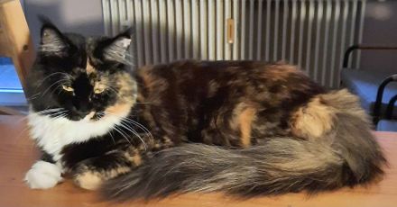 bezaubernde reinrassige dreifarbige Maine Coon Dame mit Stammbaum