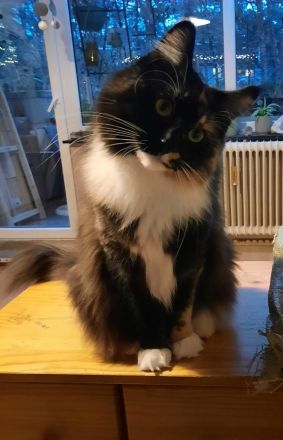 bezaubernde reinrassige dreifarbige Maine Coon Dame mit Stammbaum