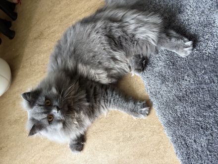 Deckkater BKH BLH Blau