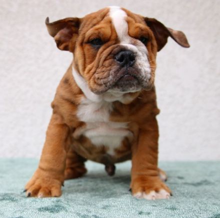 Englische Bulldoggen-Welpen – Weiblich, abgabebereit
