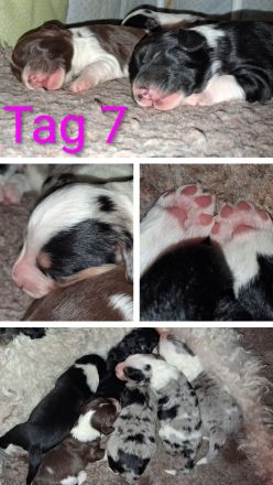 Mini Aussiedoodle F1